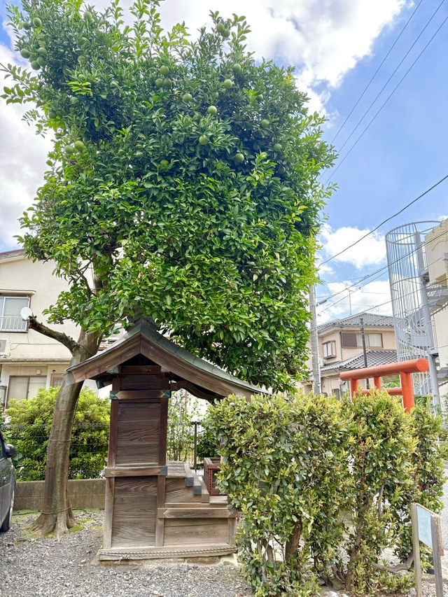 【東京都】柑橘の木が聳える神社