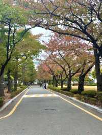 가을을 느끼기 좋은 야외 도서관 데이트🍂📚