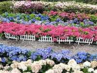 台北賞花好去處🪻大安森林公園🌺