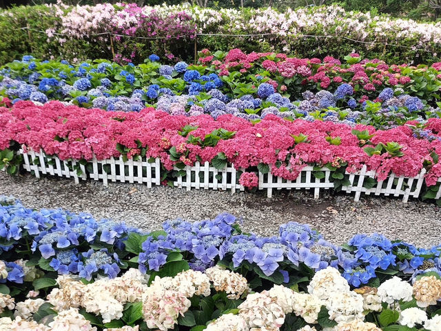 台北賞花好去處🪻大安森林公園🌺