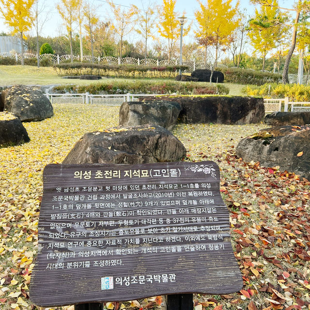 노랗게 물든 세상 의성 조문국박물관💛