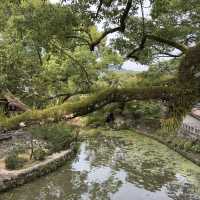 Nature’s Beauty and History: My Stunning Visit to Dazaifu Tenmangu!
