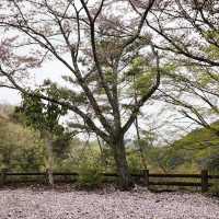 錐麓古道：綠野中的歷史足跡 🌿🚶‍♂️