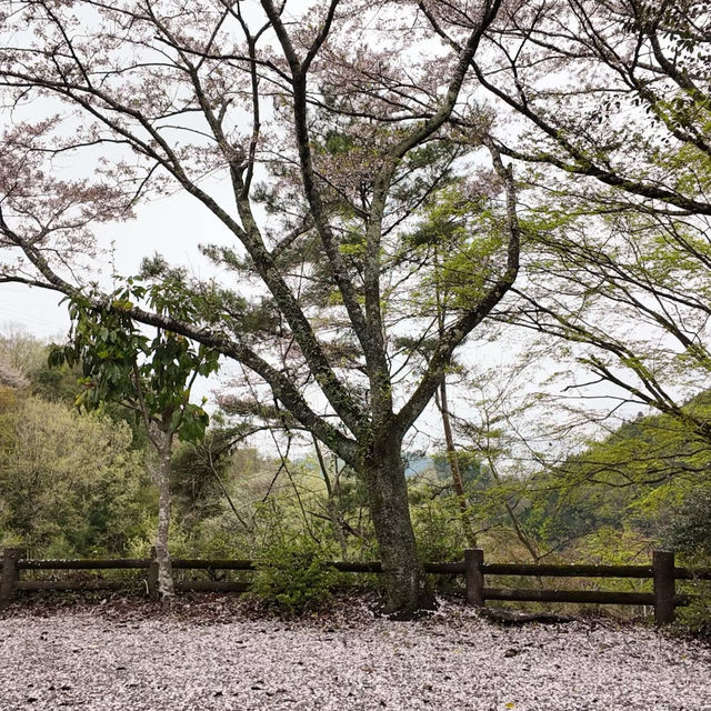 錐麓古道：綠野中的歷史足跡 🌿🚶‍♂️