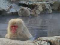 A place where monkeys soak in hot springs