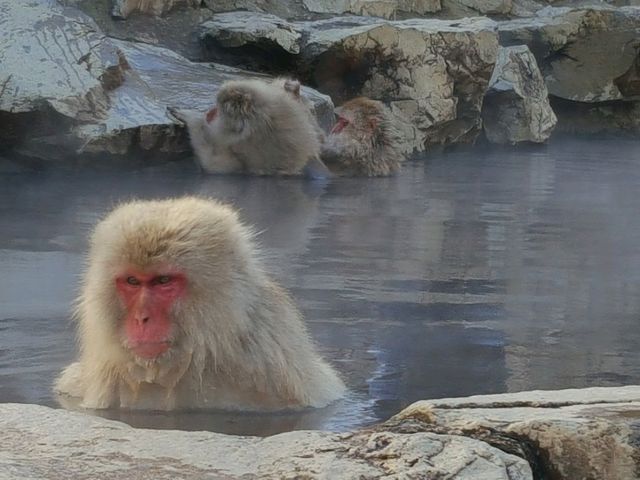 A place where monkeys soak in hot springs