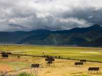 Stunning views at Napahai lake in Shangri-la
