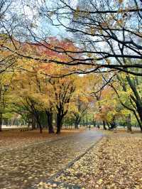 北海道　札幌観光　円山公園2024  紅葉の円山公園を散策してみた！