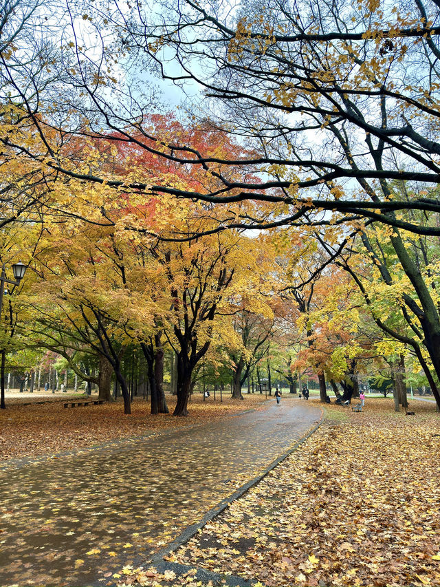 北海道　札幌観光　円山公園2024  紅葉の円山公園を散策してみた！