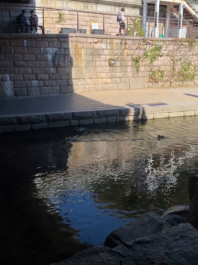 Discovering the Tranquility of Cheonggyecheon River