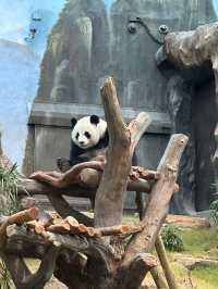 🐼安安可可終於同大家見面啦