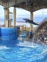 Perfect for summer! Enoshima Aquarium🐠