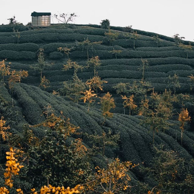 阿里山茶園：不容錯過的隱藏秘境