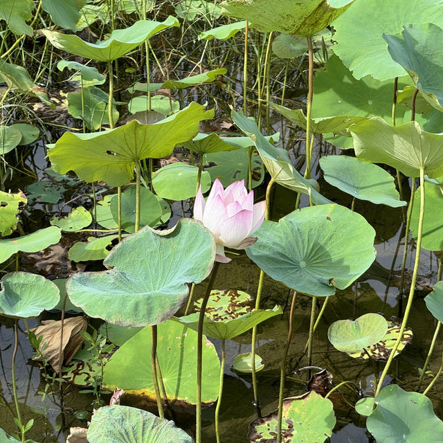 🌿 香港濕地公園：與自然共舞的美好時光 🌿