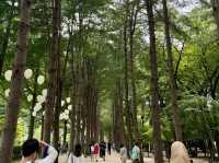 PART 2 | CHASING THE SEASONS ON NAMI ISLAND A DAY OF NATURAL BLISS