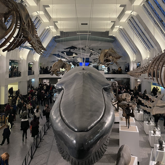 【ロンドン】子どもも大人も夢中になるスポット！🇬🇧🦖
