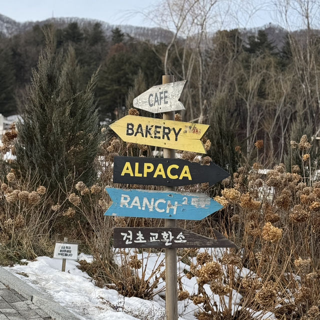서울근교 가평 가볼만한곳 가평 양떼목장