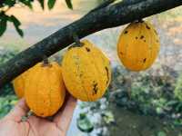 Skugga | เชียงใหม่