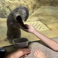 【 超夢幻非一般的海洋體驗 | DMM水族館 】