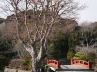 箱根神社，來感受古日本的風情！🇯🇵⛩️