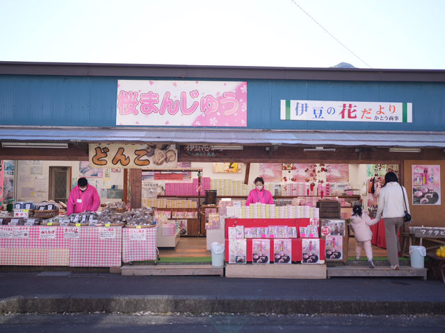 河津櫻的美—我們跟它刷過了