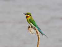 A Full-Day Safari in Yala National Park