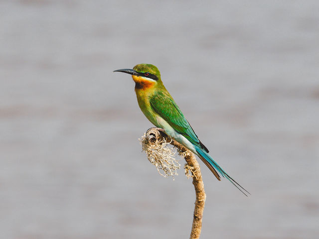A Full-Day Safari in Yala National Park