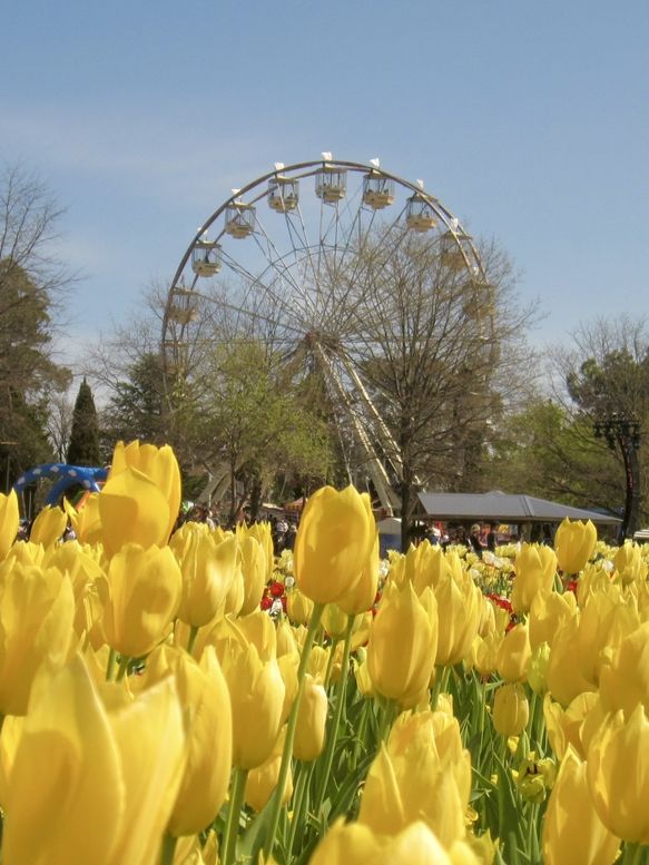 호주 수도 캔버라 꽃 축제 🌷🌹
