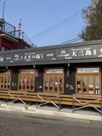可愛兔子島