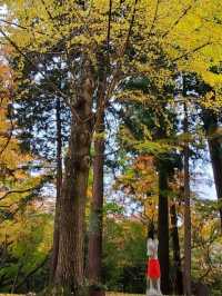 秋は深紅の絨毯が広がる森林公園