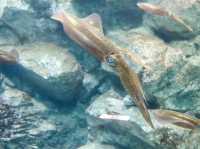 【鹿児島県】 桜島を眼前に仰ぐロケーション抜群の水族館『いおワールドかごしま水族館』