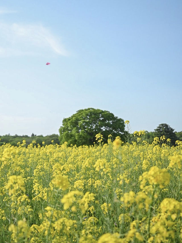 菜の花が見れるおすすめスポット！