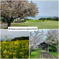 จุดชมซากุระในเมือง Fukuoka