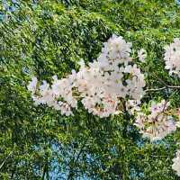 武漢植物園-櫻花大道的浪漫