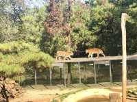 Blooming Wildlife: Yunnan Wildlife Park in Spring