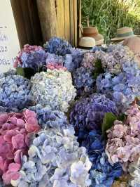 กู๋เนียร์ ไฮเดรนเยีย ม่อนแจ่ม 
