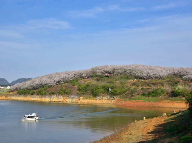 貴安櫻花園賞櫻美景