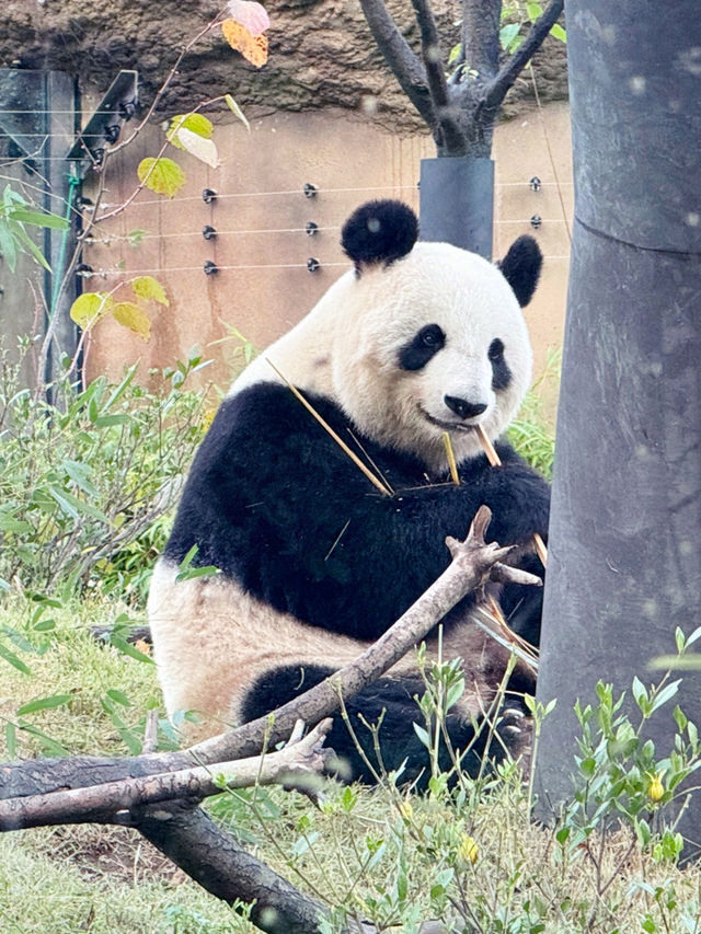 日與夜淺草寺與上野動物園的一日夢幻之旅 🌅🐼