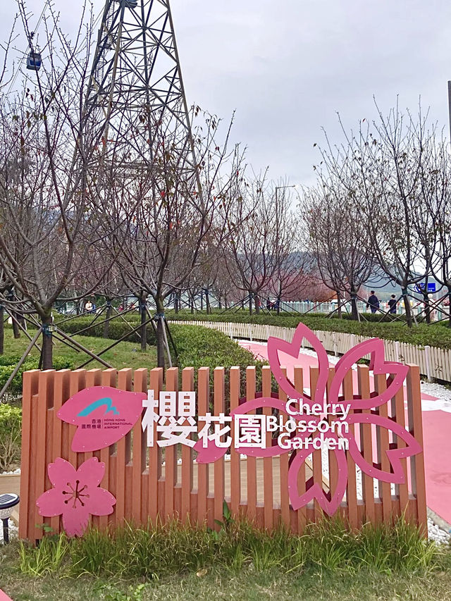 探索東涌櫻花海岸公園的春日魔力