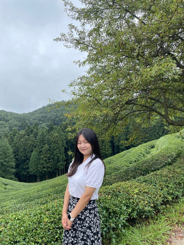 보성여행시 꼭 들러봐야한다는 녹차밭💚
