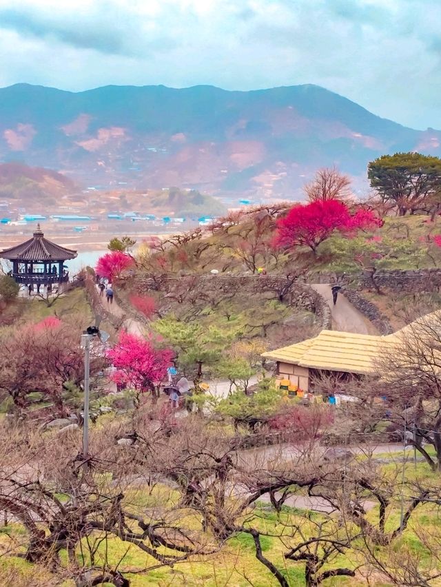 촉촉한 홍매화 구경