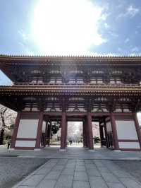 【東京×池上本門寺】 五重塔の参道に咲き乱れる桜が美しい