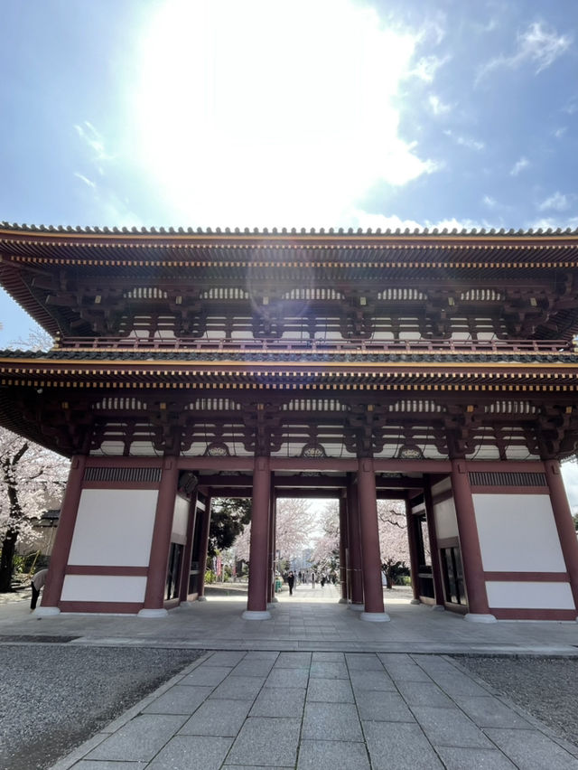 【東京×池上本門寺】 五重塔の参道に咲き乱れる桜が美しい