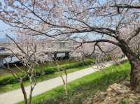 🌸 **釜山洛東堤防櫻花路遊覽觀賞分享** 🌸