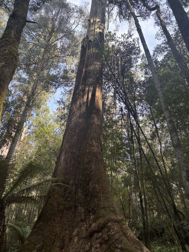 Tasmania Explorer