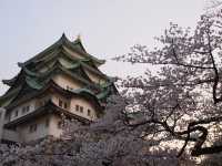 Chasing Sakura at Nagoya Castle 🌸