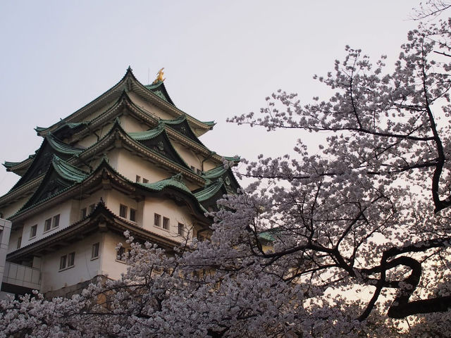 Chasing Sakura at Nagoya Castle 🌸