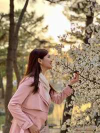 A Golden Hour Sakura Encounter at Donggung Palace & Wolji Pond