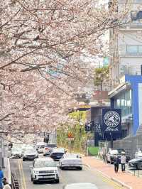 釜山｜迎月路粉色浪漫散步道 臥牛山的浪漫故事