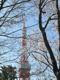 🌸【東京鐵塔櫻花｜2025粉雪紛飛下的地標絕景】  